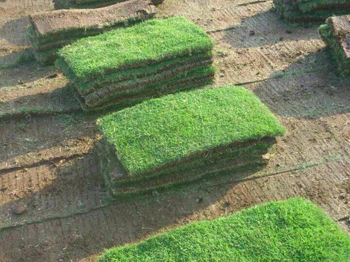 Go Green Garden service